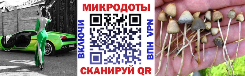 Псилоцибиновые грибы Cubensis  Купить где  Болотное 